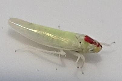 Zygina sp.